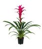 BROMELIA GUZMANIA JAZZ Viveroonline.com .co