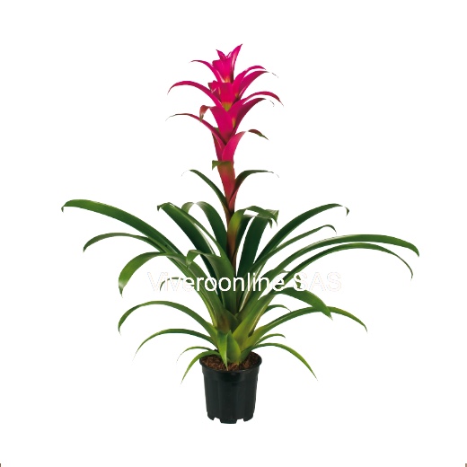 BROMELIA GUZMANIA JAZZ Viveroonline.com.co