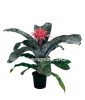 Bromelia Viveroonline.com .co 5