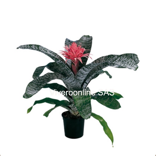 Bromelia Viveroonline.com.co-5