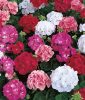 Geranium Maverick mix 25452 zoom