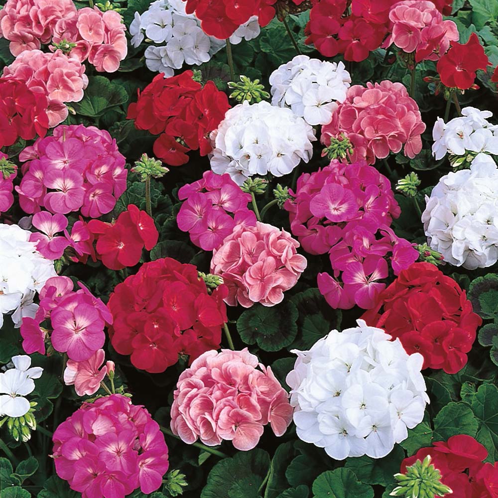 Geranium_Maverick-mix__25452_zoom