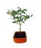 Bonsai Naranjo Viveroonline.com .co 4