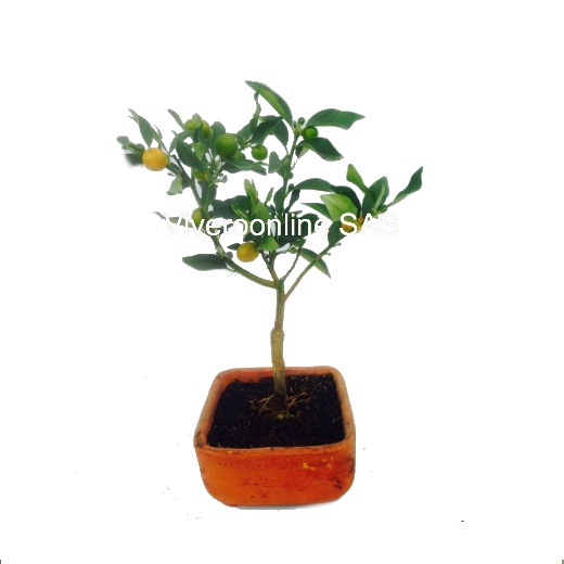 Bonsai Naranjo Viveroonline.com.co-4