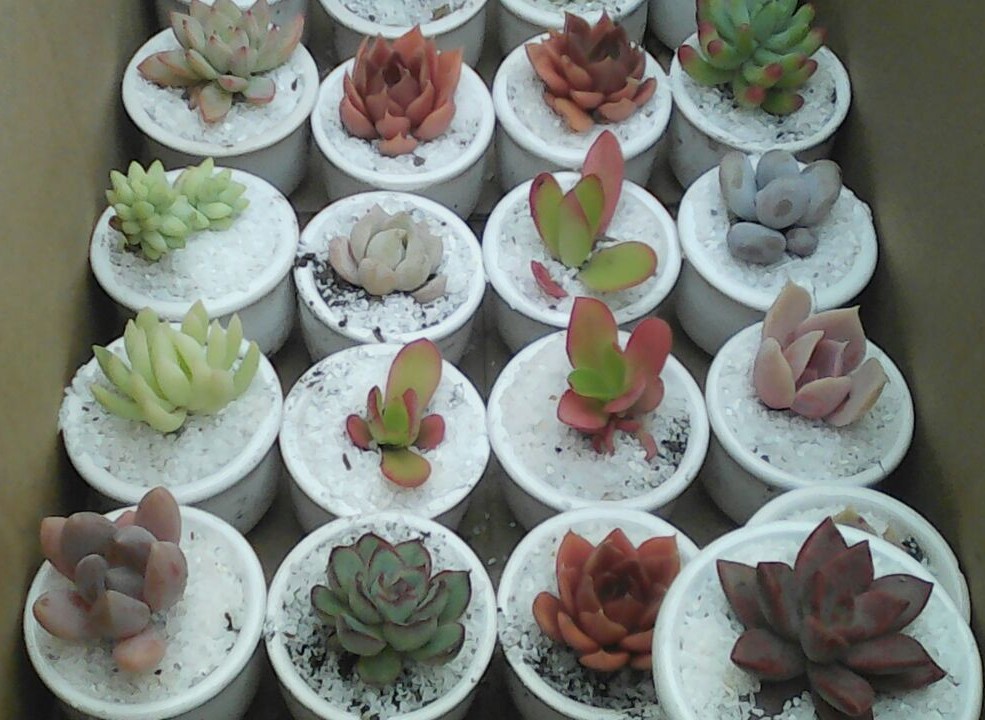 Recordatorio plantas suculentas matera ceramica