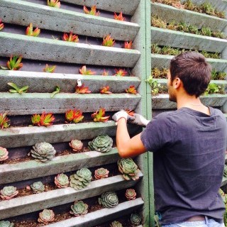 Mantenimiento jardín vertical
