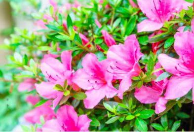 Azalea