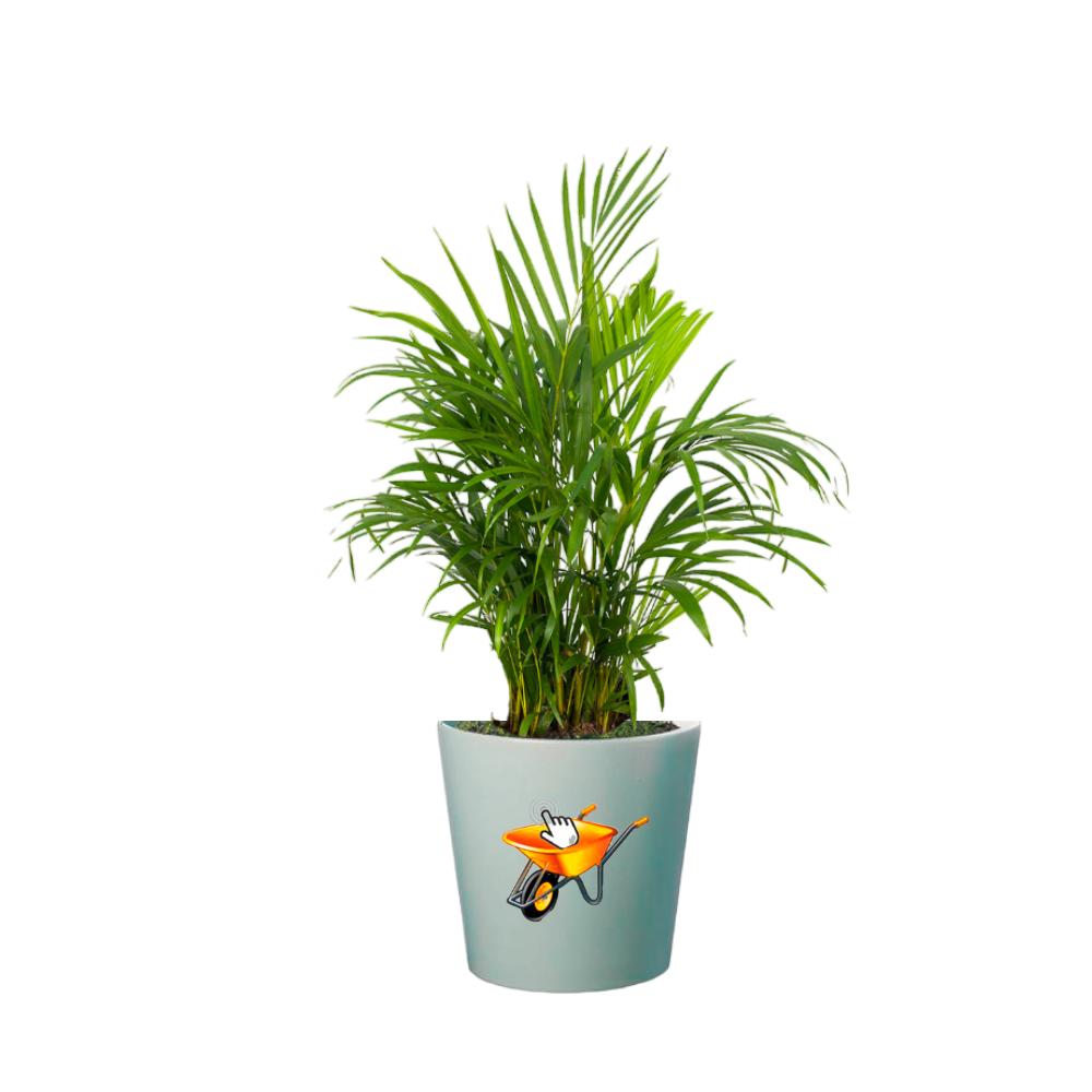 palma areca