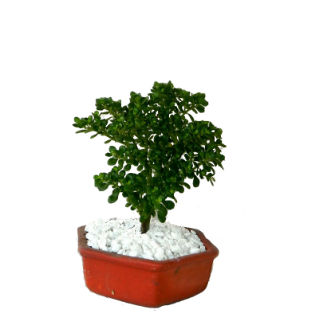 Jade Helecho GRanizo