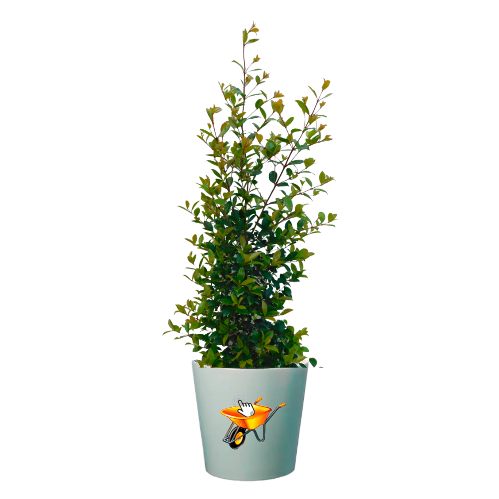 PLANTA EUGENIA