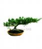 Bonsai Viveroonline.com .co 2