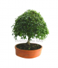 Bonsai Viveroonline.com .co