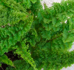 Nephrolepis exaltata
