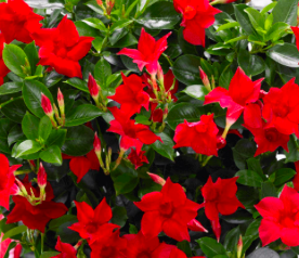 Mandevilla Viveroonline.com.co