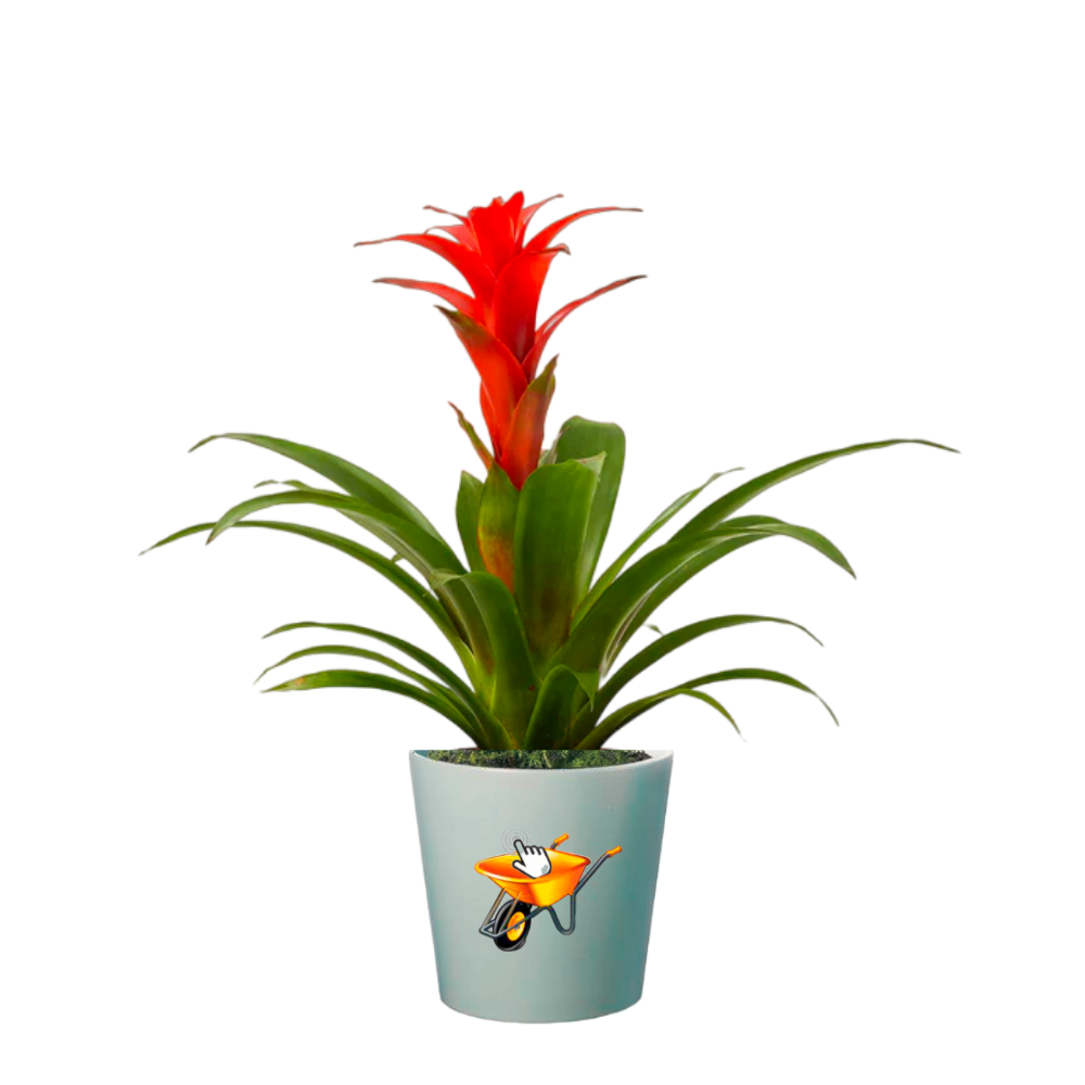 Bromelia