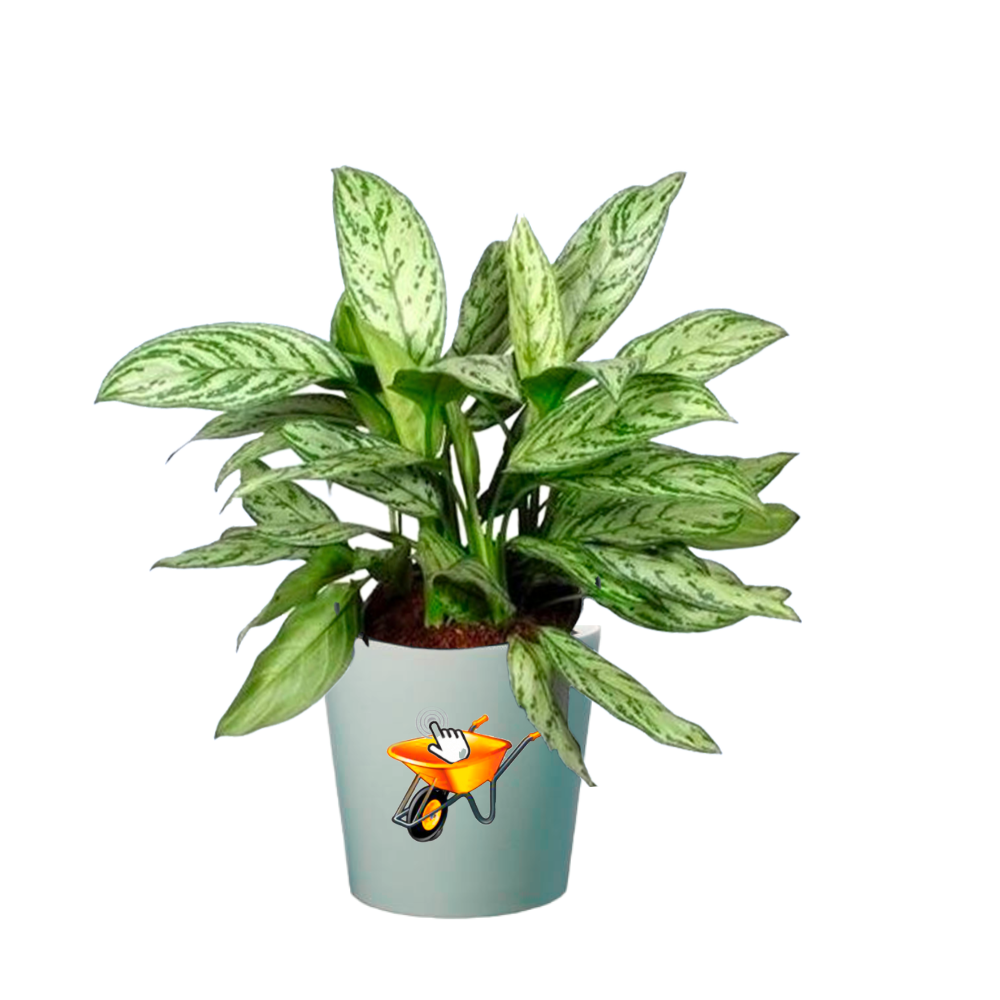 Aglonema silver queen