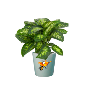 Diffenbachia