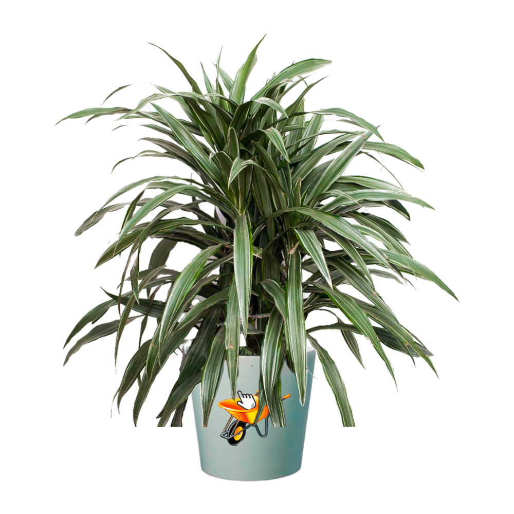 Dracena