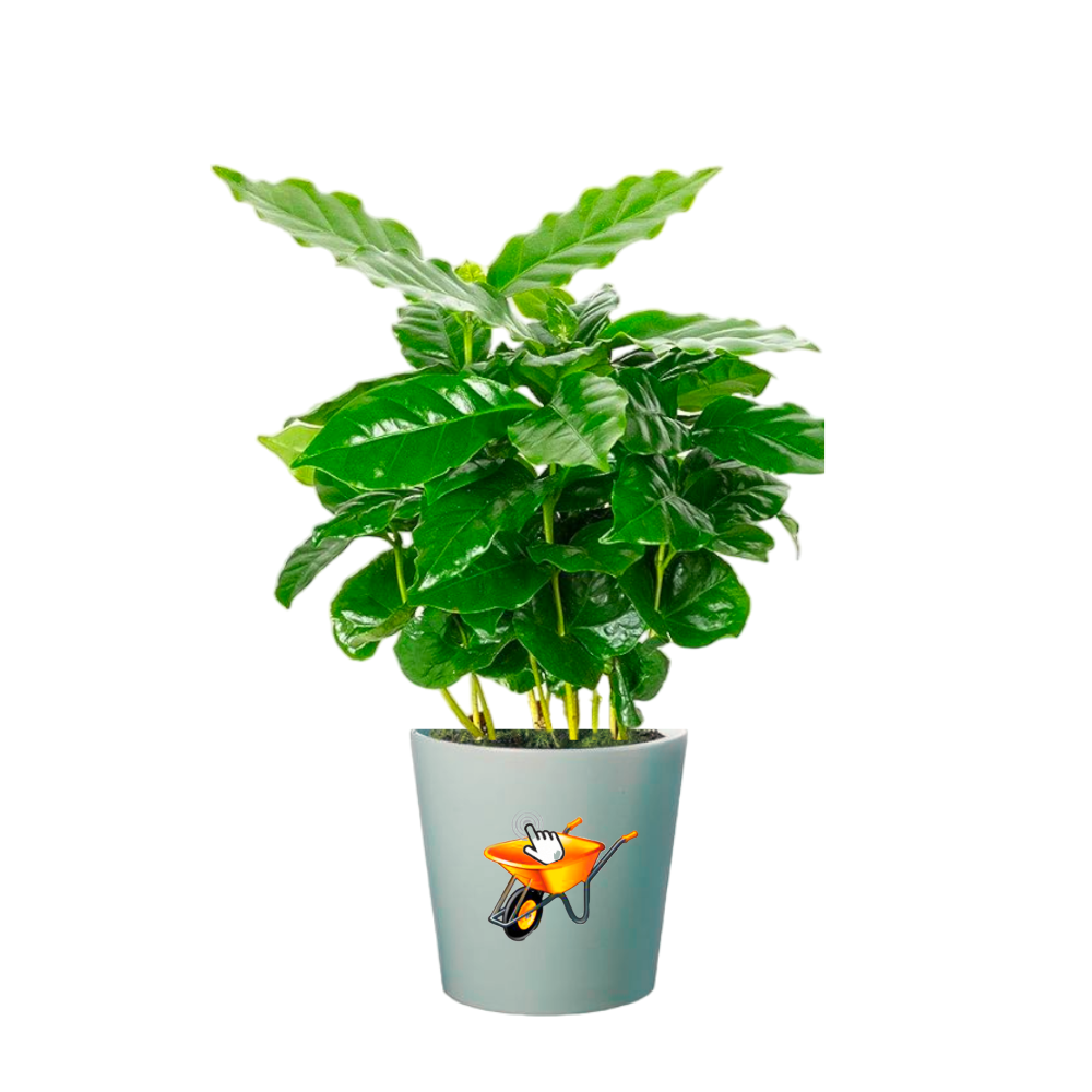 Planta de cafe