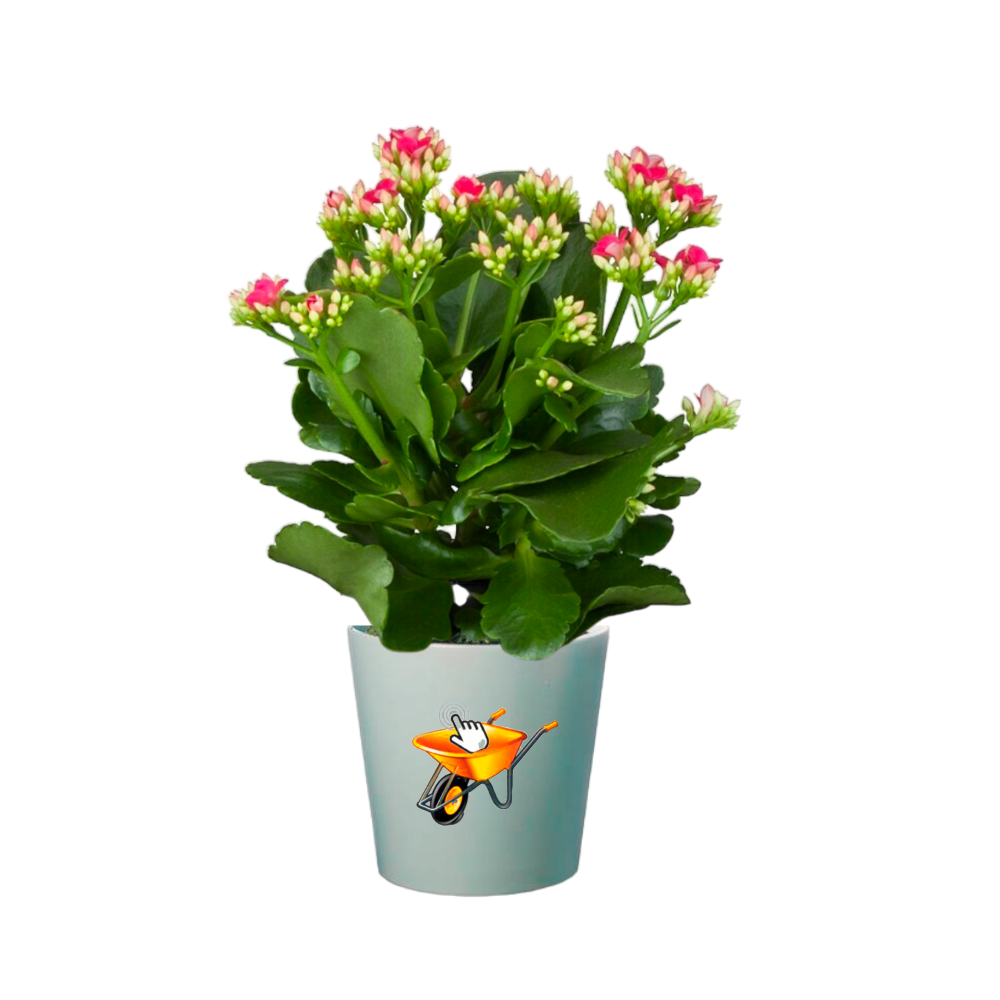 Calanchoe Kalanchoe
