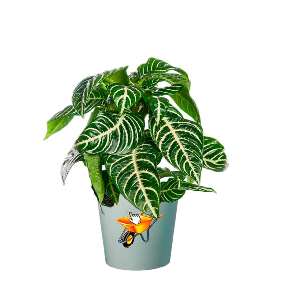 Afelandra