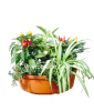 Plantas interior Viveroonline.com .co 1