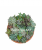 Suculentas Viveroonline.com .co 2 1