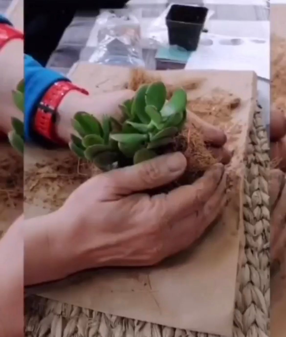Kokedama