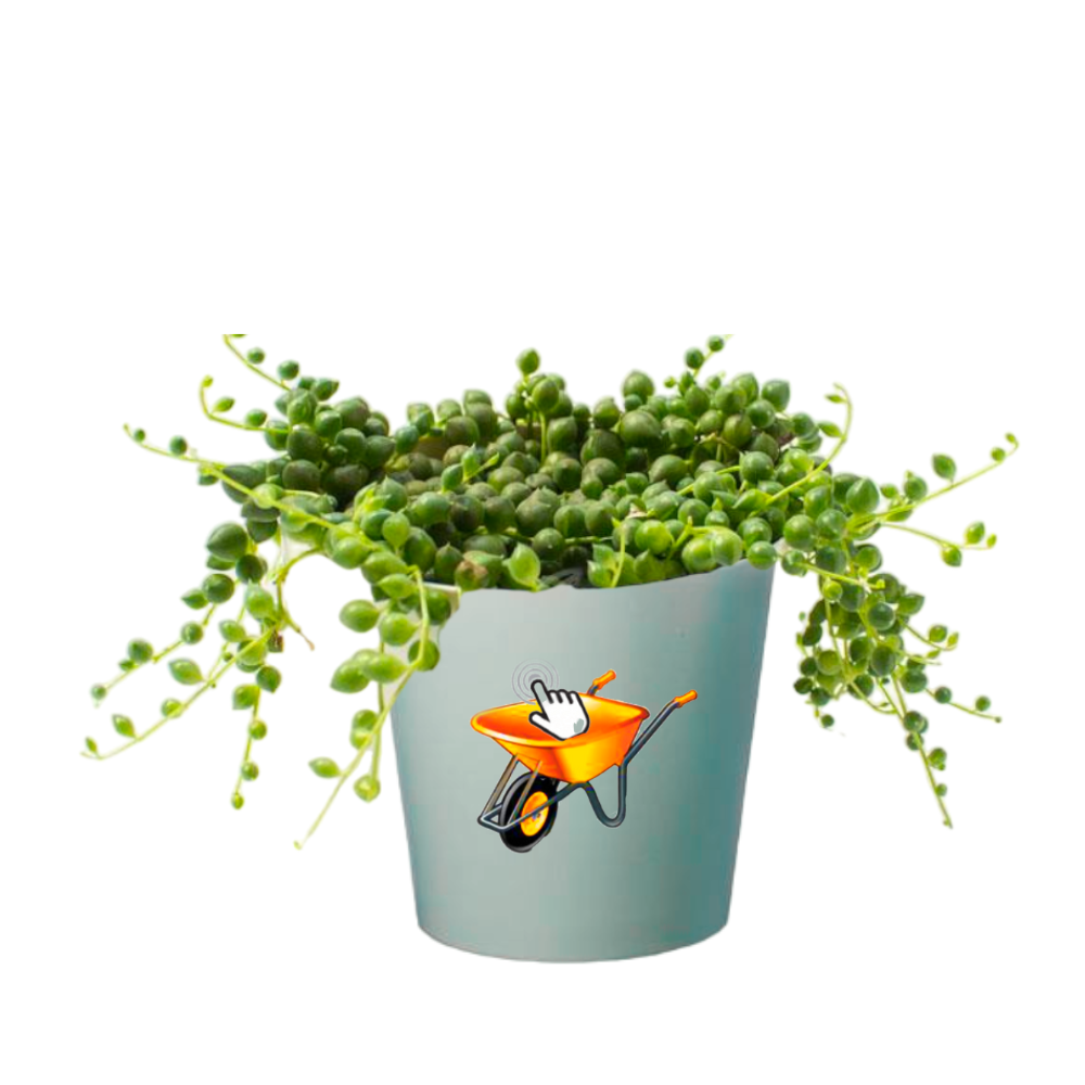 45