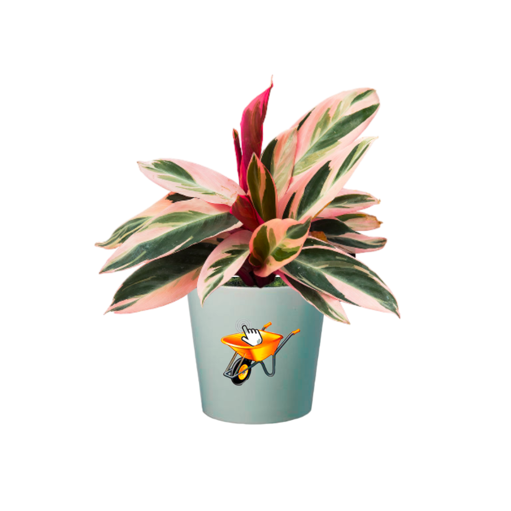 Calatea Pluma de indio
