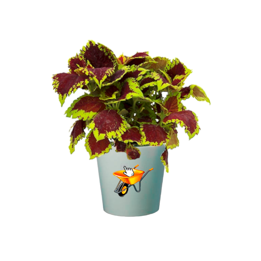 coleos planta
