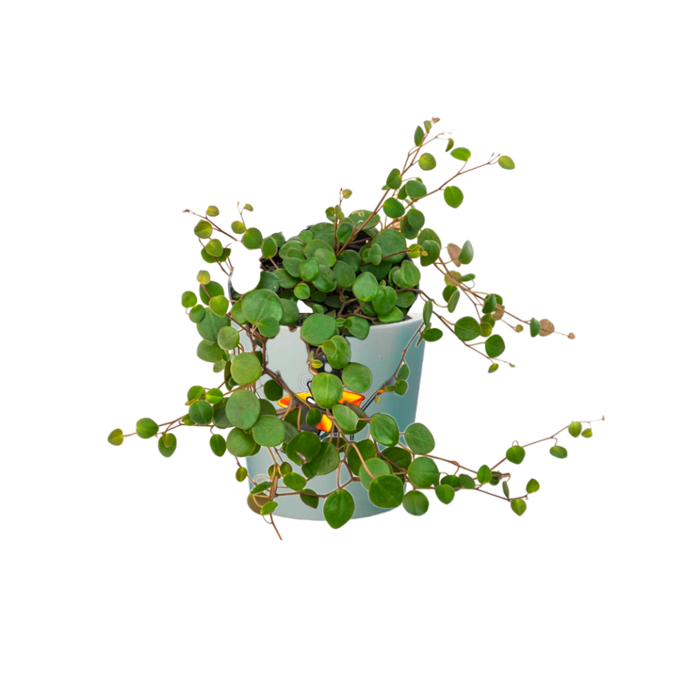 Centavito planta