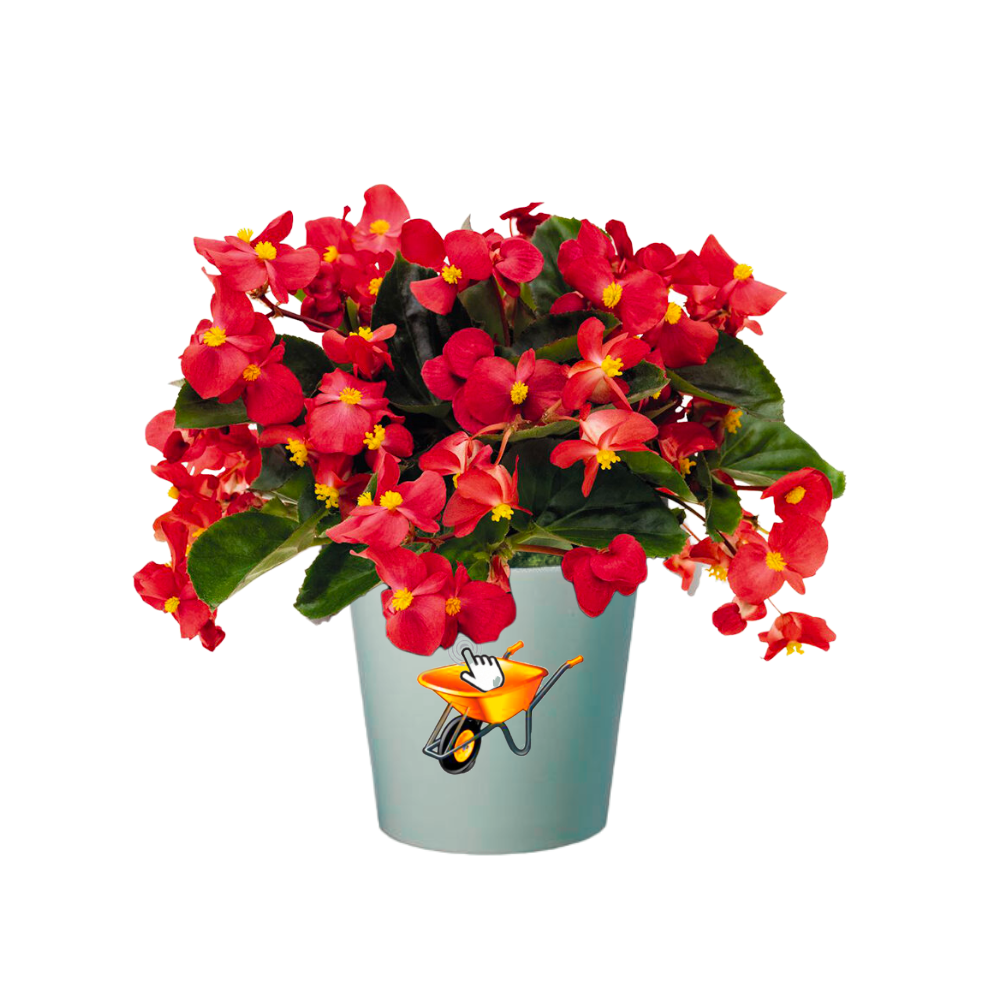 begonia big