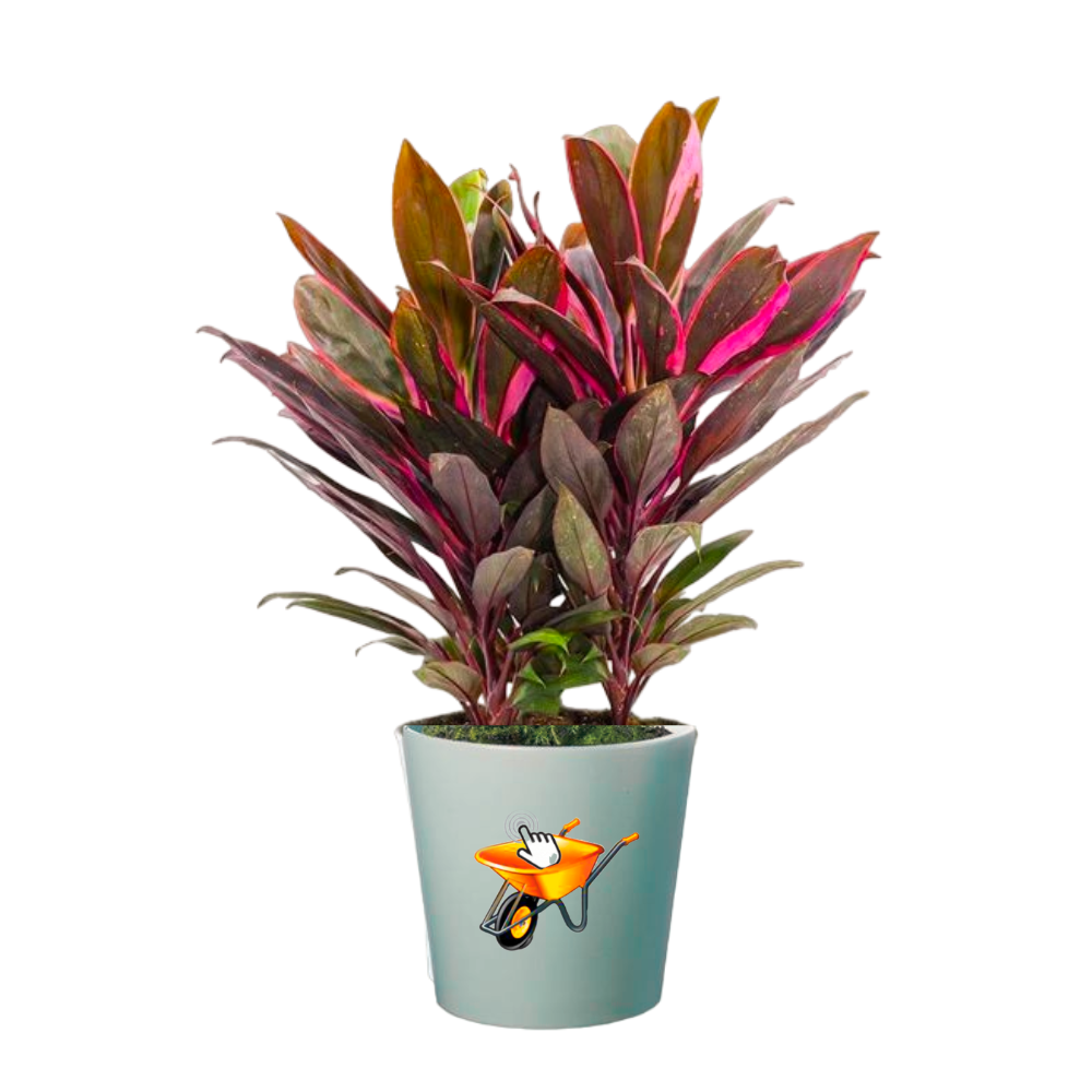 Cordyline, fructuosa