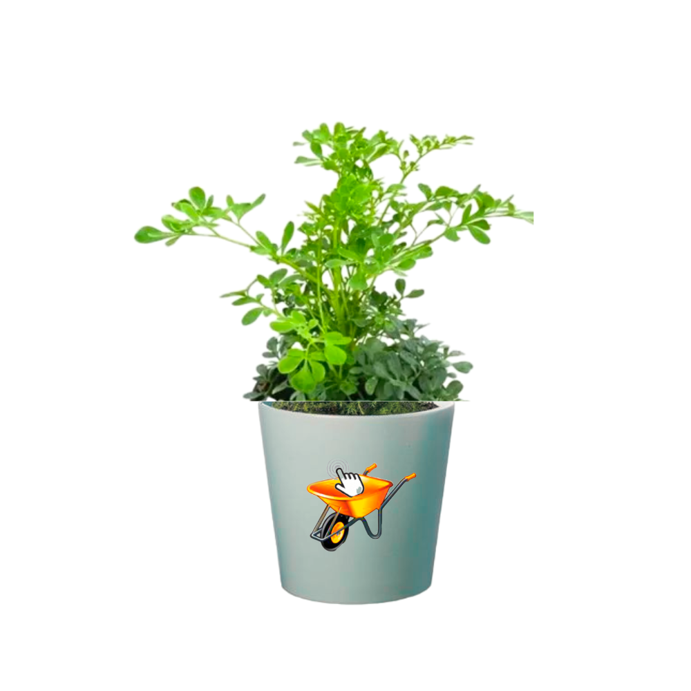 aromatica menta