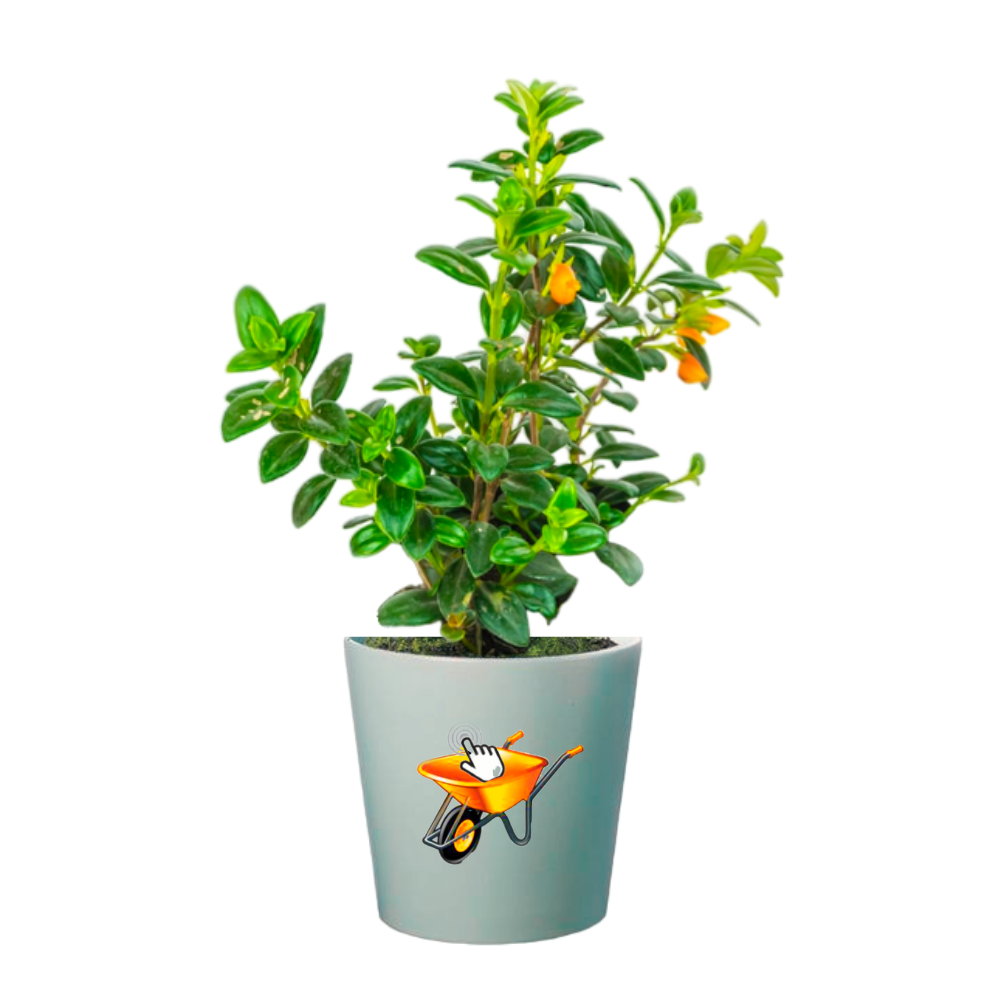 planta pescadito