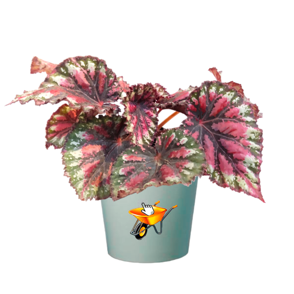 Begonia Rex