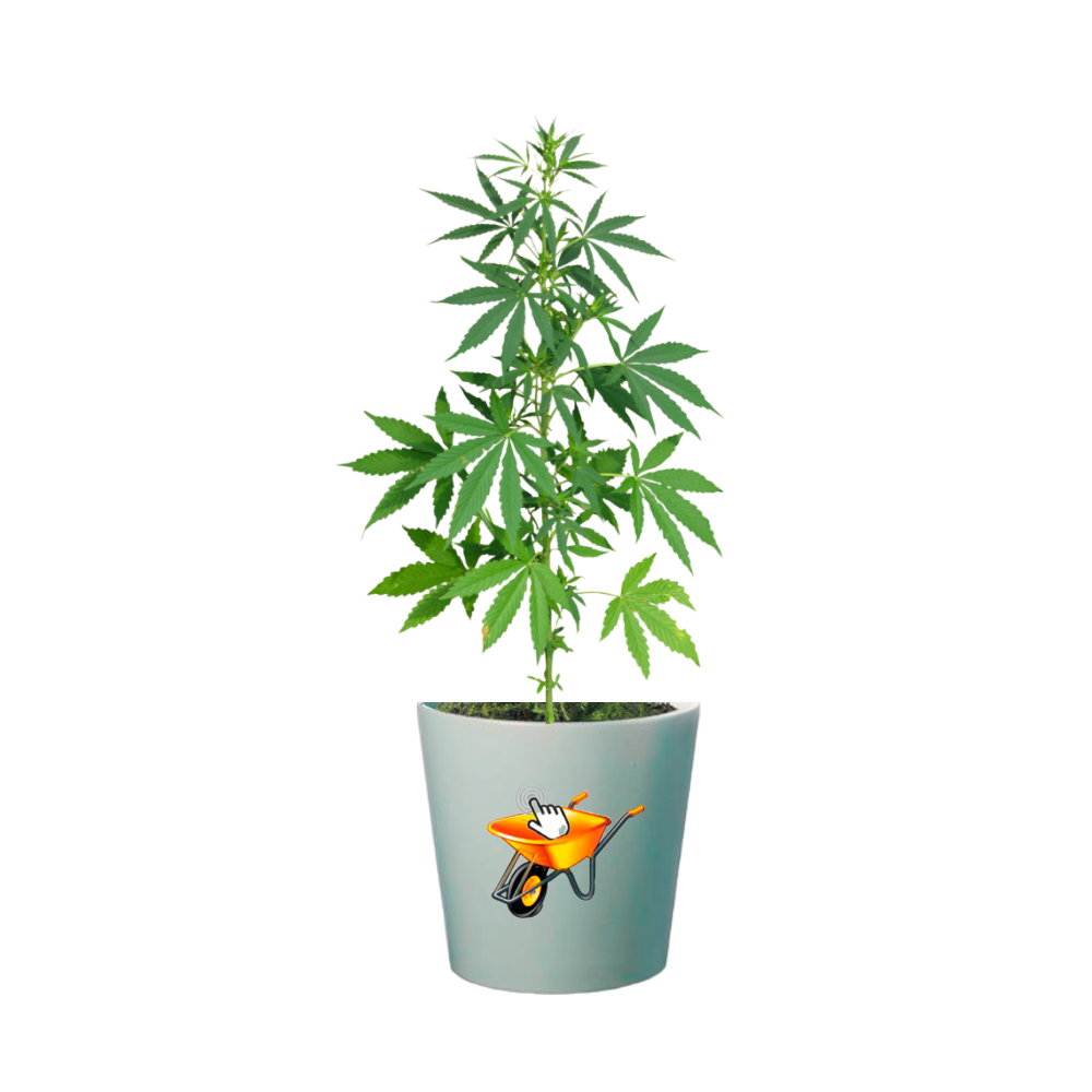 Planta de canabis