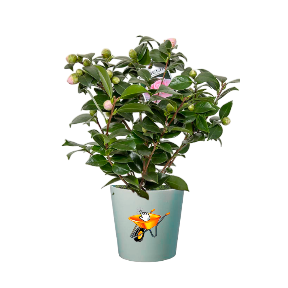 camelia
