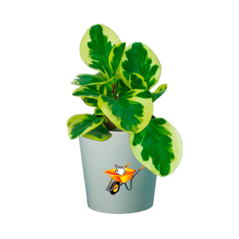 planra conga