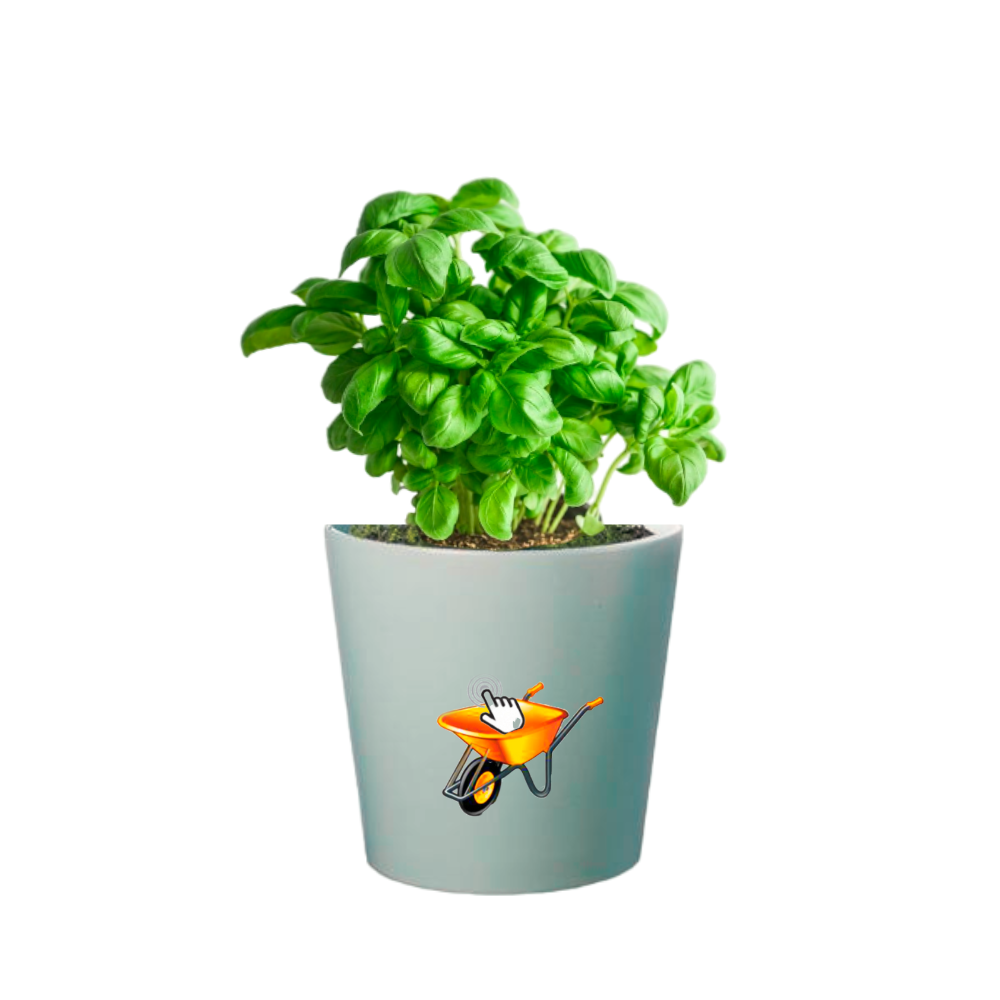 Albahaca