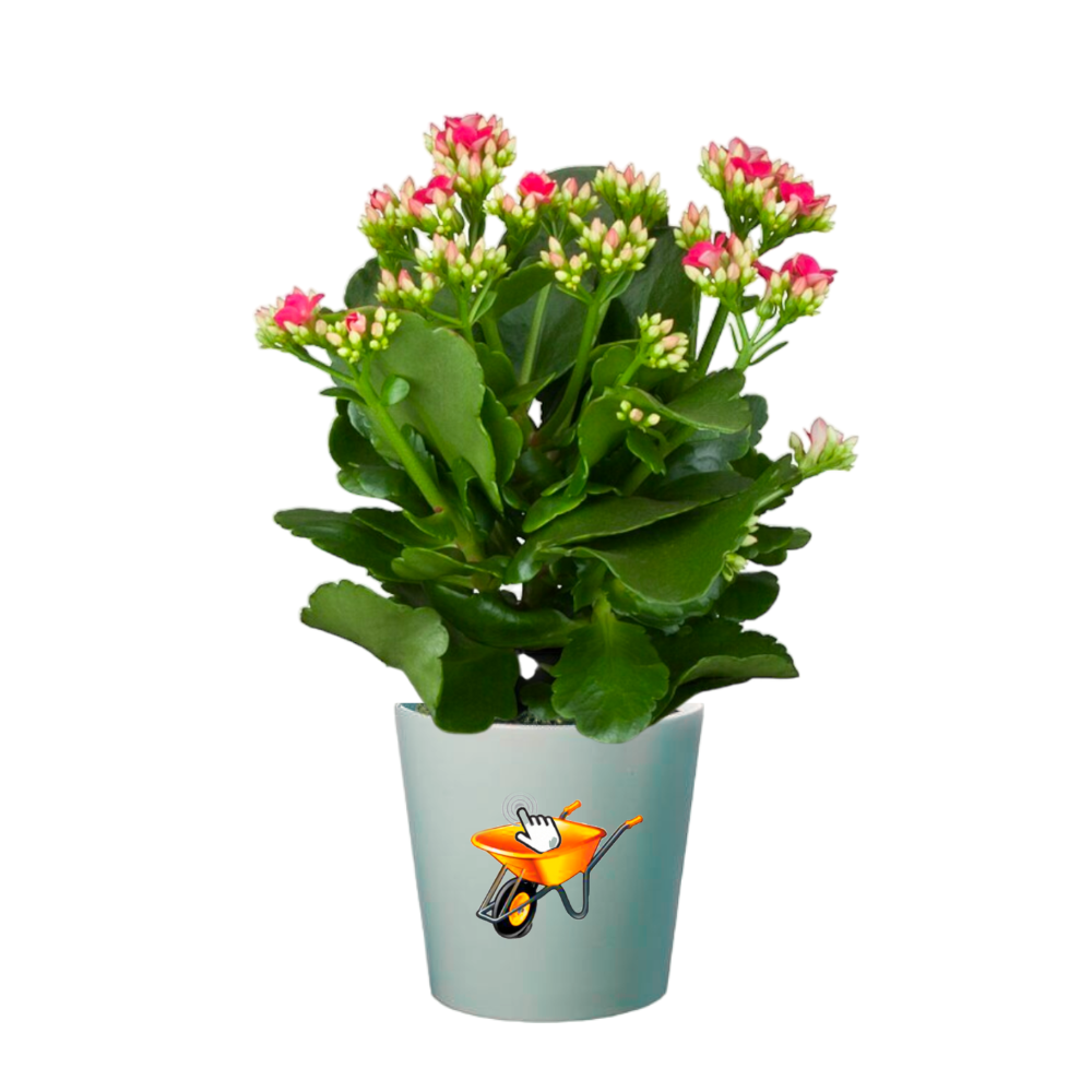 Calanchoe Corralito