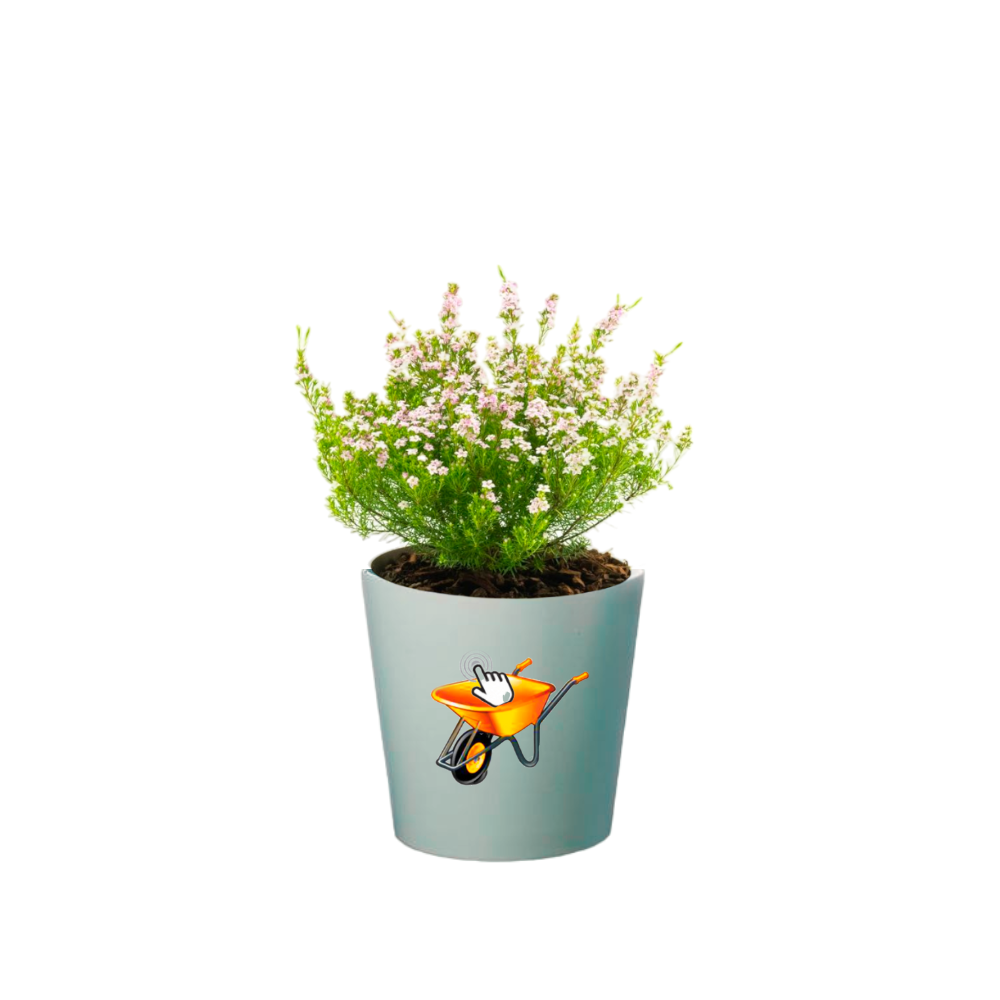 Diosma