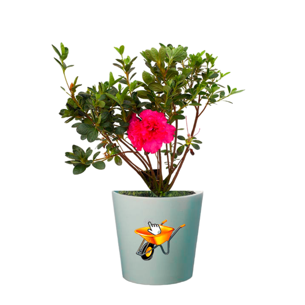 Biflora