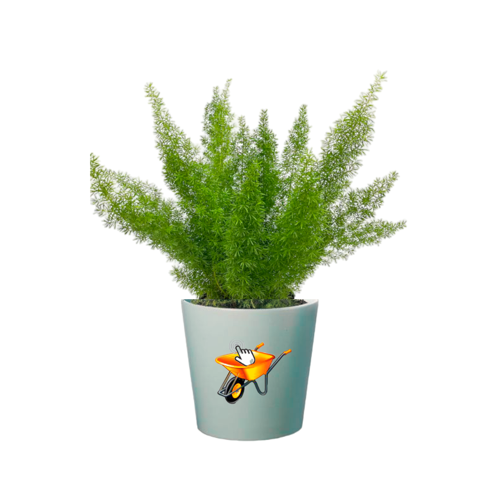 Planta Esparrago
