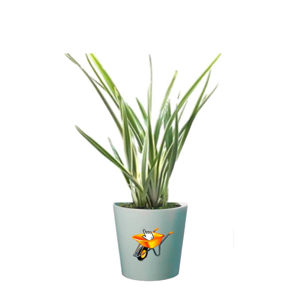 Lino Variegado