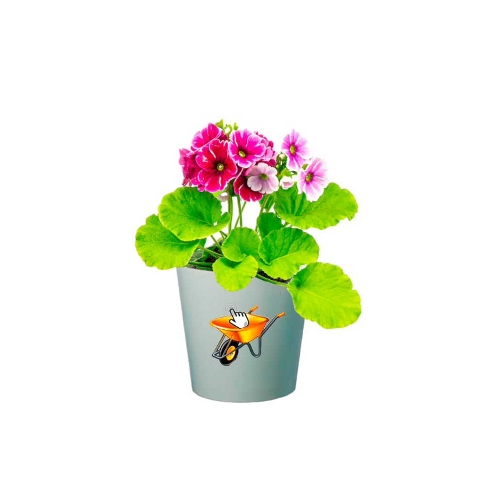 planta primavera con flor