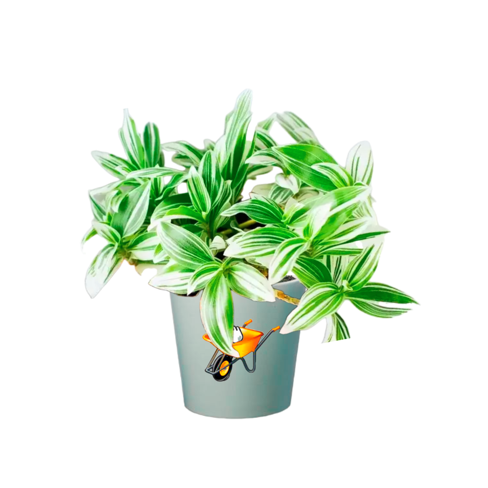 panameña variegada