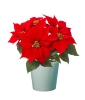 PROMOCIONPOINSETTIA