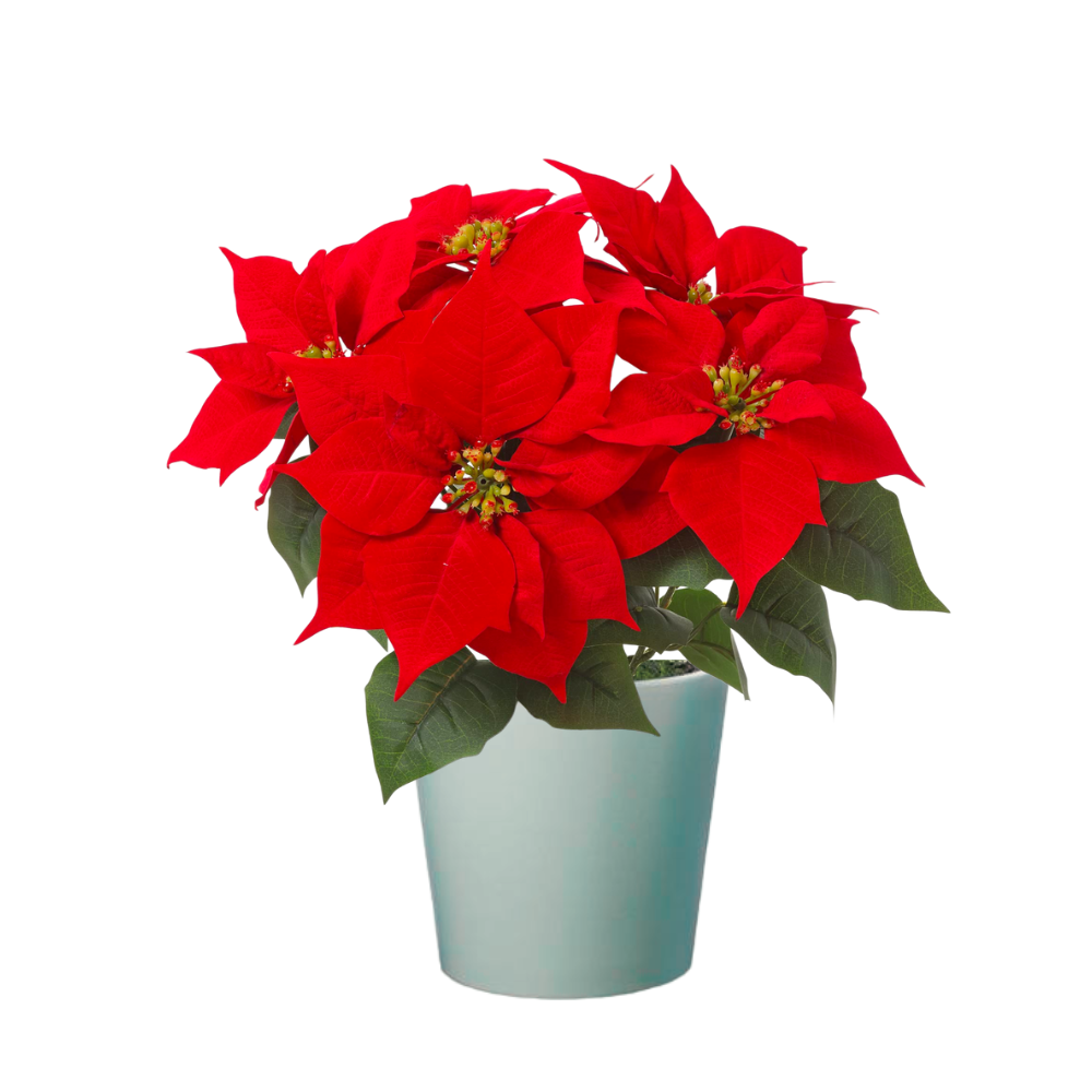 PROMOCIONPOINSETTIA